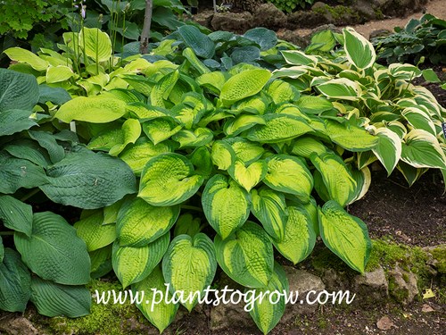 Hosta 'Climax'